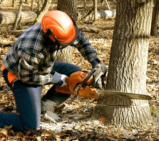 Tree Removal in Navajo Dam, NM